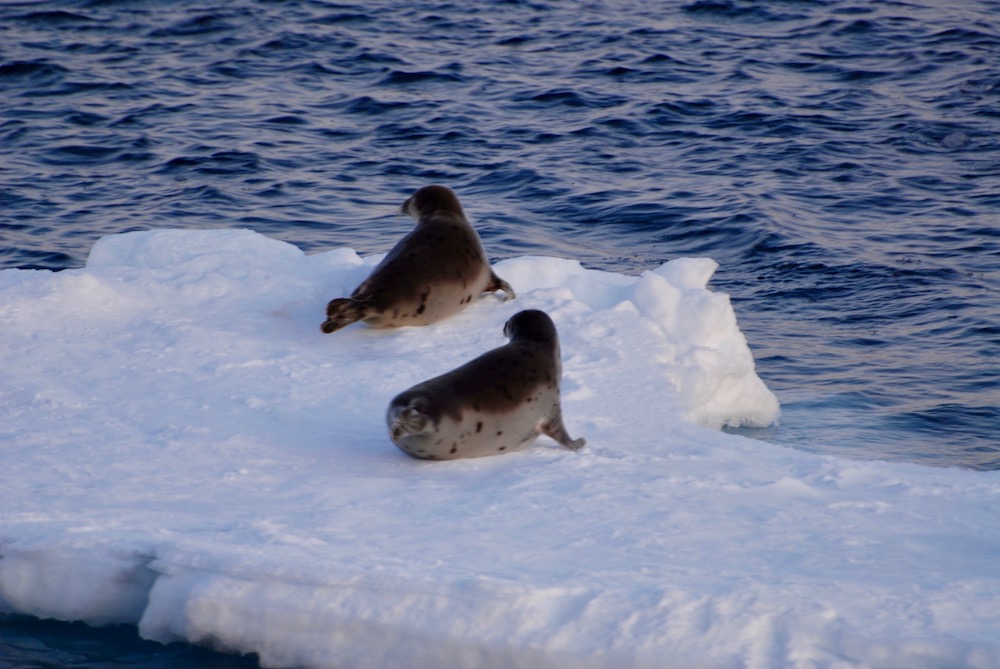 Seals on ice in the cold winter ocean 